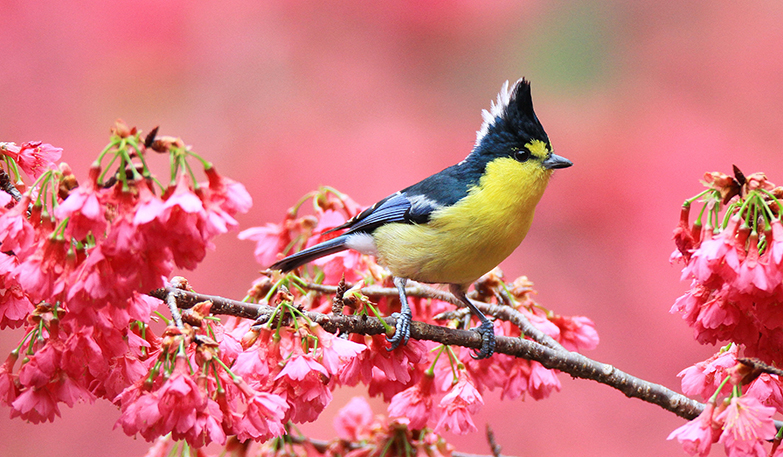 臺灣野鳥生態攝影展